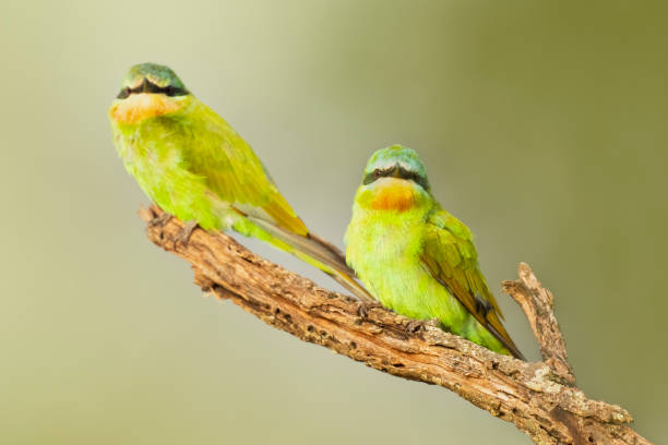 Birds In Tarangire National Park